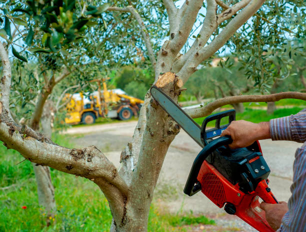 Best Emergency Storm Tree Removal  in Sullivan, IL